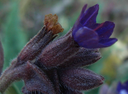 Anchusa hybrida Ten.